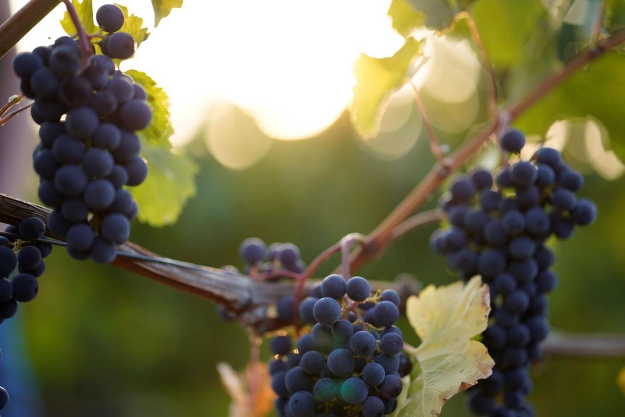 Weingut Martin Blass Erlabrunn  Экстерьер фото